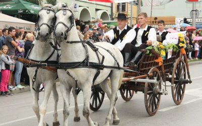 Konji su odgovornost i vlasnika i promatrača